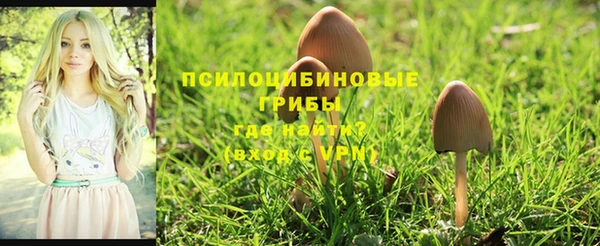 прущие грибы Ростов